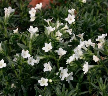 Lithodora Diff. Snow (P) white|licencia incl.|B.66