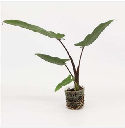 Alocasia Lauterbachiana |  5,5cm  - H,20cm