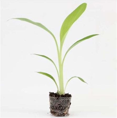 Musa Lasiocarpa |  5,5cm  - H,25cm