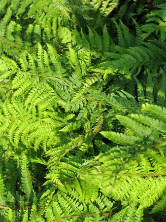 Polystichum brauni tray 252