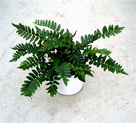 Pellaea falcata tray 252