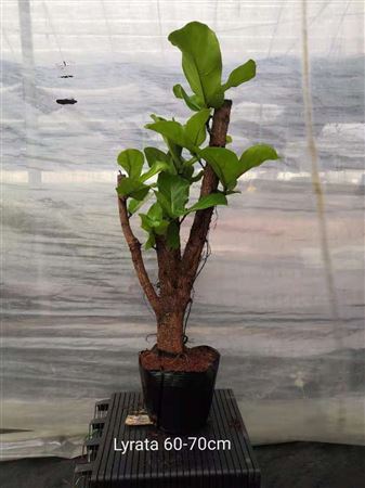 Ficus Lyrata "Character Stem" 60-70