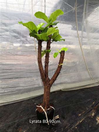 Ficus Lyrata "Character Stem" 80-90