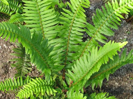 Polystichum munitum tray 104