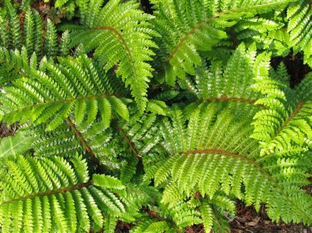 Polystichum polyblepharum tray 252