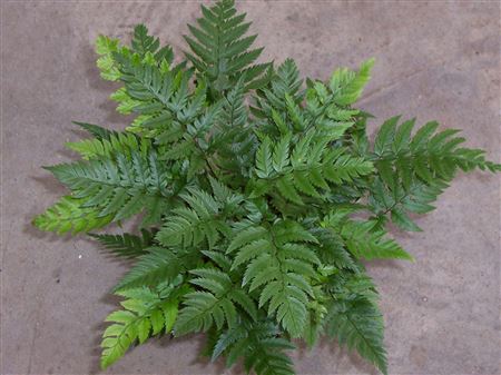Polystichum rigens tray 104