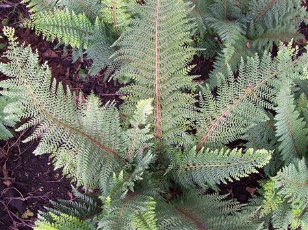 Polystichum setiferum 'Proliferum' tray 104