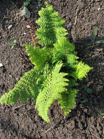 Polystichum set. Plumosum Densum tray 150