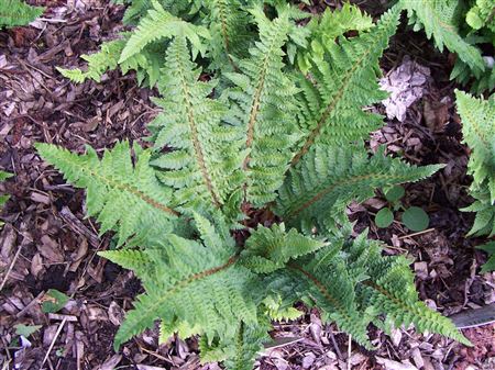 Polystichum setiferum 'Congestum' tray 150