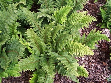 Polystichum setiferum 'Dahlem' tray 252