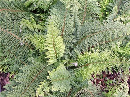 Polystichum setiferum 'Herrenhausen' tray 252