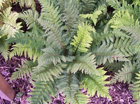 Polystichum setiferum tray 252