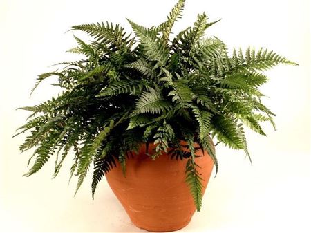 Polystichum tsus simense tray 150