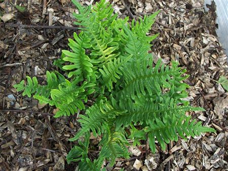 Polypodium vulgare tray 104