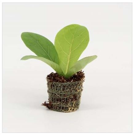 Ficus Lyrata | 4,5cm - 1pp - band 40