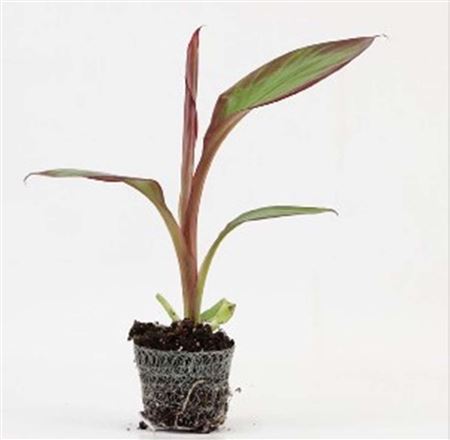 Musa Maurelli |  5,5cm  - H,25cm