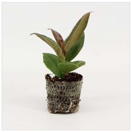 Ficus Melany | 4,5cm - 1pp - band 40
