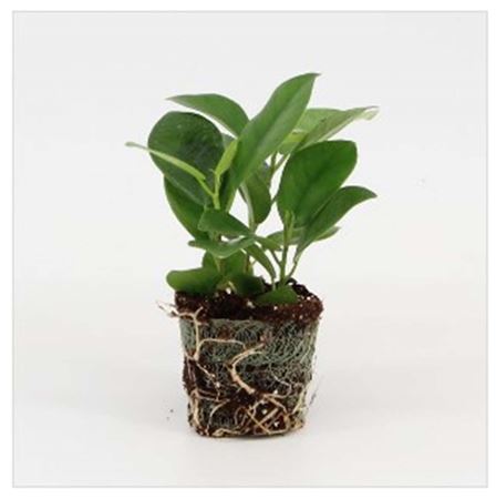 Ficus Moclame | 6,5cm - 3pp - band 28