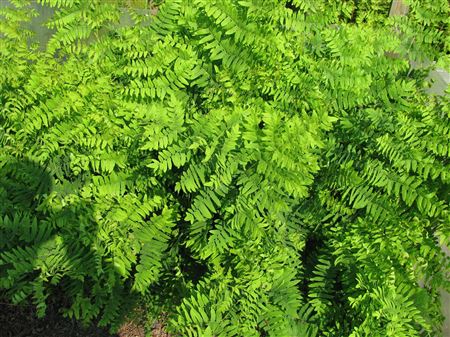 Osmunda regalis tray 104