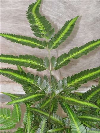 Rumohra variegata tray 252