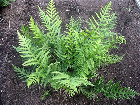 Woodwardia fimbriata tray 252