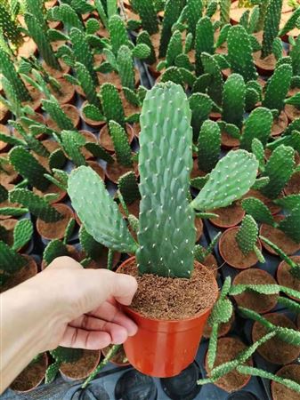 Opuntia consolea Rubescens 12cm 1PP