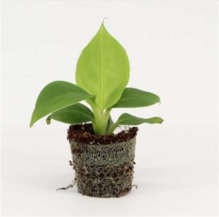 Musa  Oriental Dwarf |  5,5cm  - H,15cm