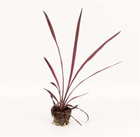 Cordyline Paso Doble |  3,1cm  - H,20cm - Incl Lic