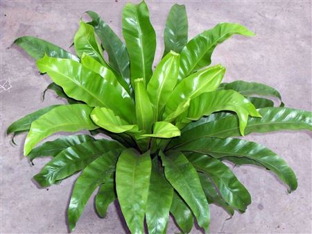 Asplenium antiquum tray 150