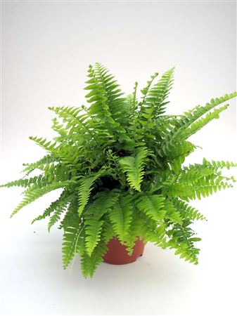 Nephrolepis 'Boston Blue Bell' tray 150