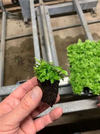 Boston Compacta Roots Nephrolepis Boston Compacta tray 150 – Ibero Plant Spain