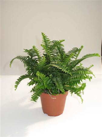 Nephrolepis 'Chester' tray 252