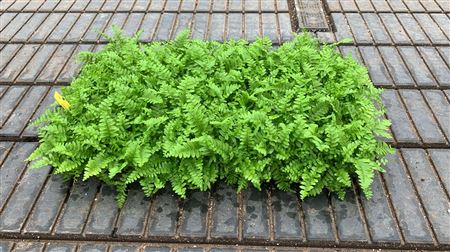 Nephrolepis cordata tray 104