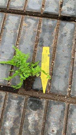 Nephrolepis cordata tray 150