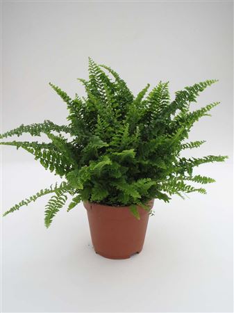 Nephrolepis 'Corditas' tray 252