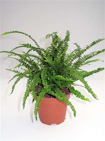 Nephrolepis 'Duffi' tray 150