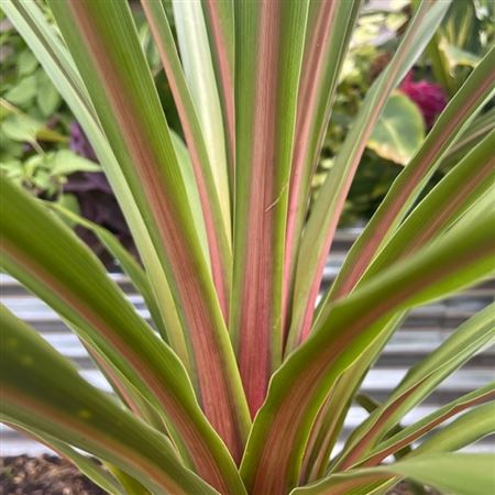 Cordyline Peko |  3,1cm  - H,20cm - Incl Lic