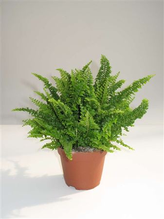 Nephrolepis Fluffy Ruffles tray 60