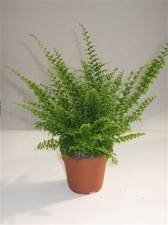 Nephrolepis 'Green Fantasy tray 252