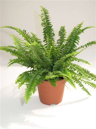 Nephrolepis Green Lady tray 60