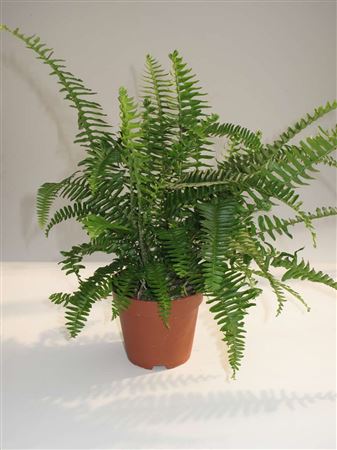 Nephrolepis Kimberly Queen tray 150