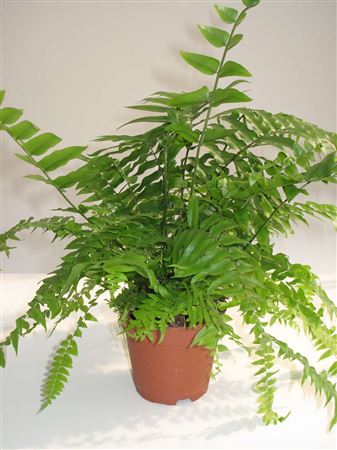 Nephrolepis 'Macho' tray 60