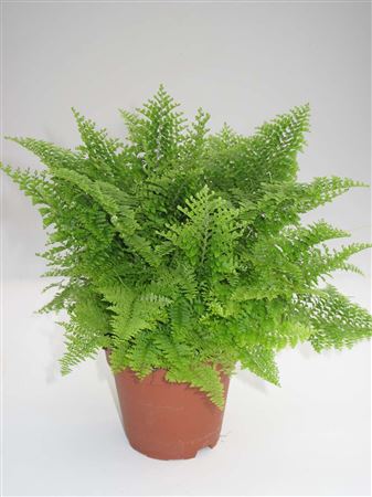 Nephrolepis 'Marissa' tray 104