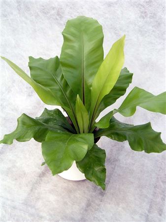 Asplenium nidus tray 104 single