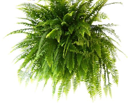 Nephrolepis 'Super Boston' tray 150