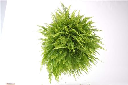 Nephrolepis 'Teddy Junior' tray 252