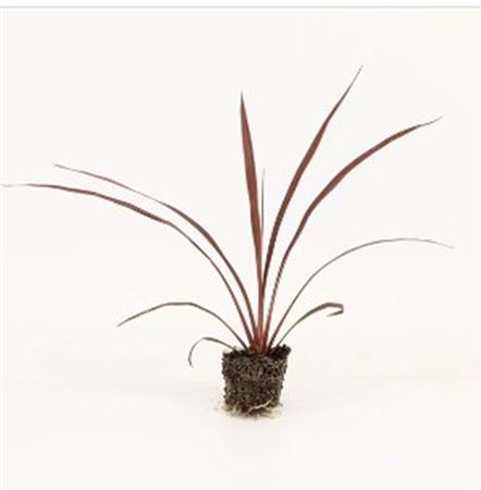 Cordyline Red Star |  3,1cm  - H,20cm