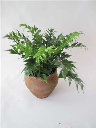 Cyrtomium falcatum tray 104