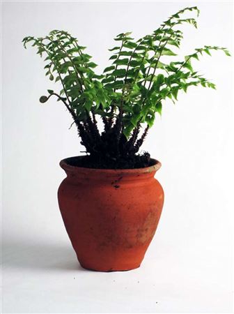 Cyrtomium fortunei tray 104