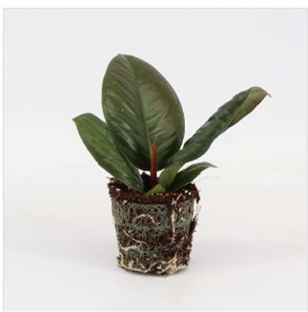 Ficus Robusta | 4,5cm - 1pp - band 40